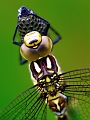 faune 31_07_09n05